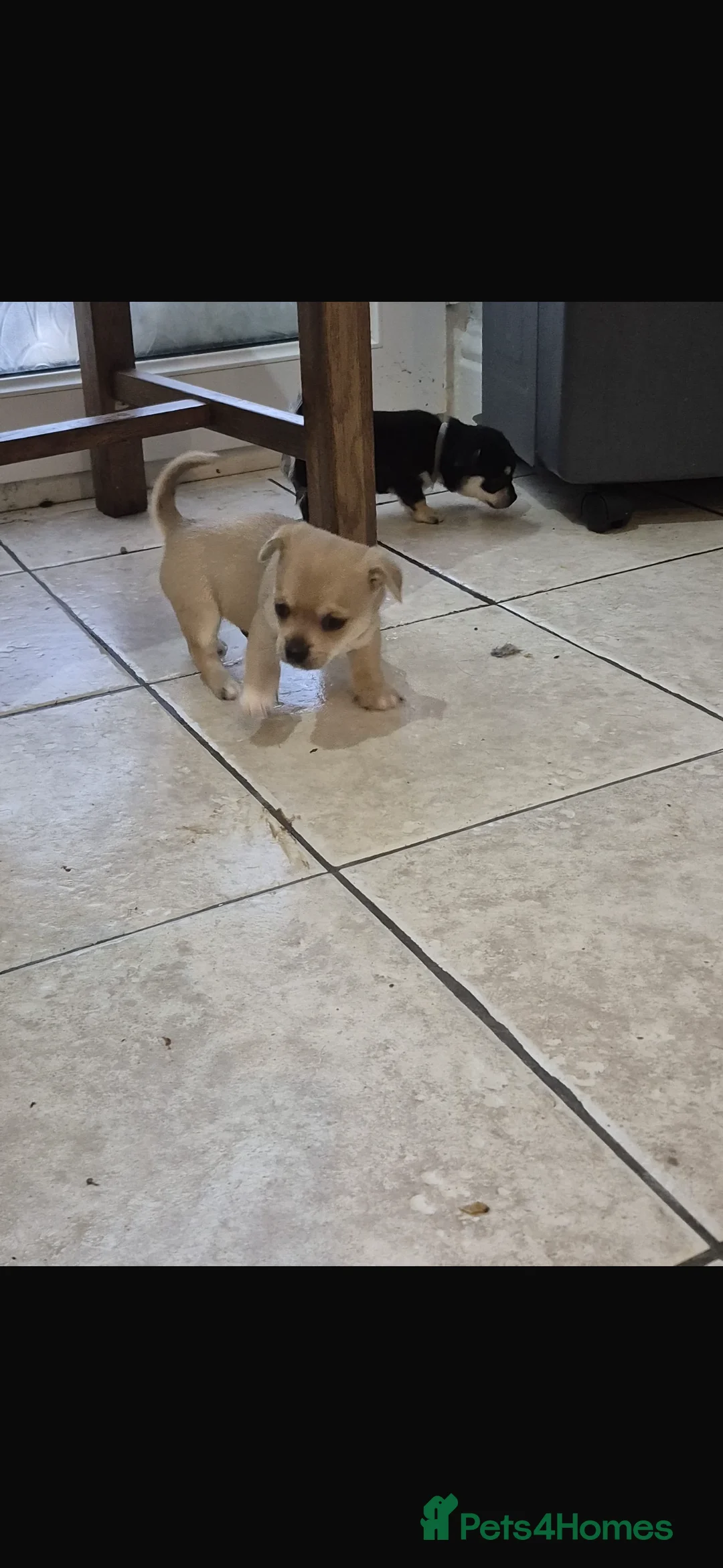 Mixed Breed dogs for sale: Chihuahua boy puppy for sale  - Advert 5