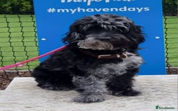 Cockapoo dogs for sale: Cockapoo puppies for sale - Advert 1