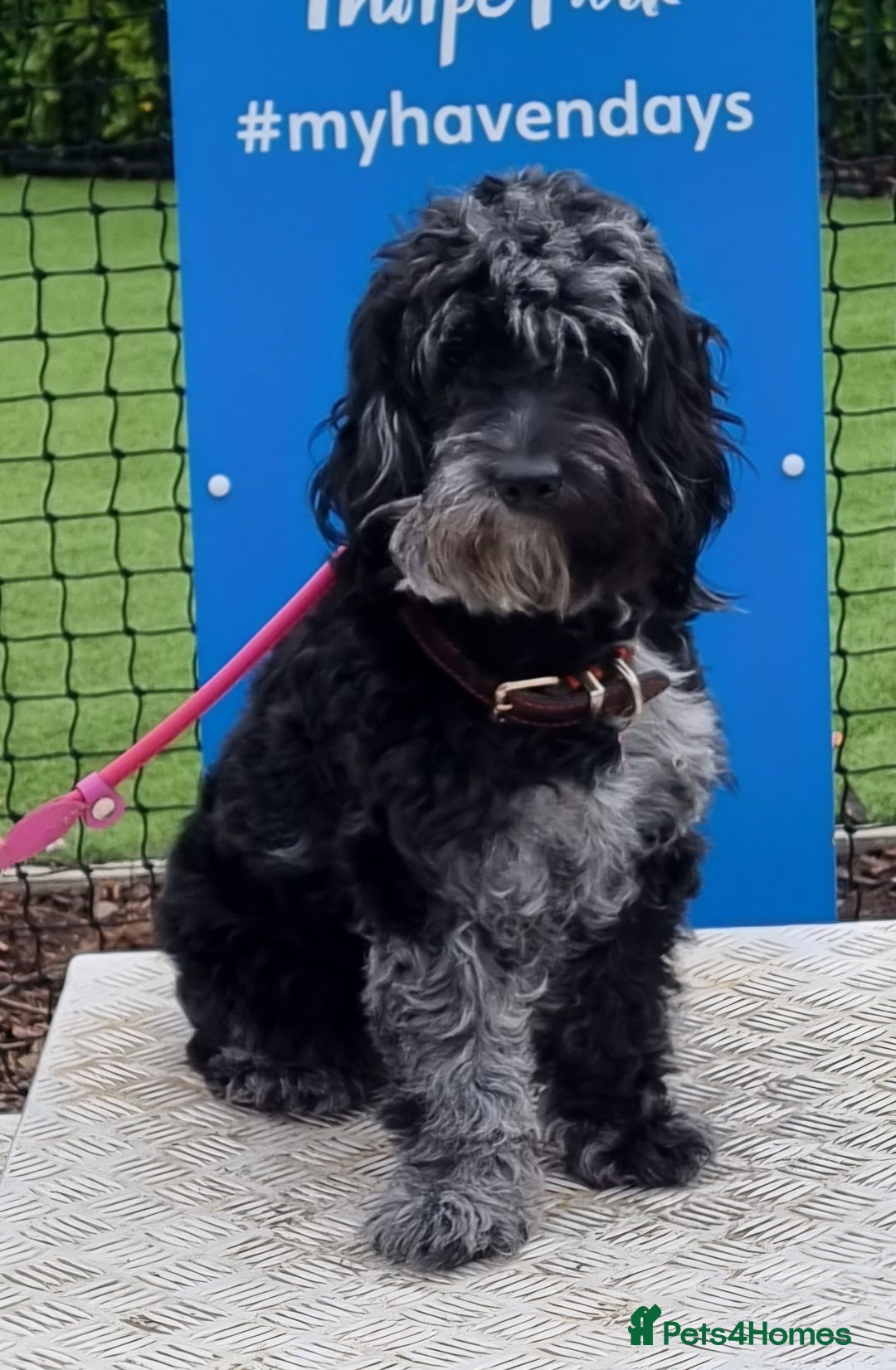 Cockapoo dogs for sale: Cockapoo puppies for sale - Advert 1