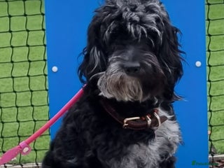 Cockapoo dogs Cockapoo puppies for sale - Advert 11