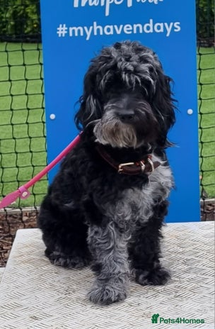 Cockapoo dogs Cockapoo puppies for sale - Advert 5