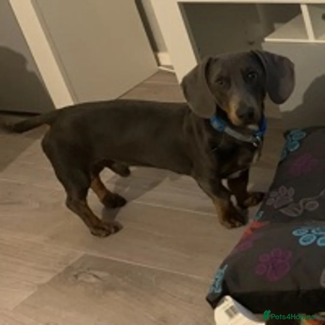 Dachshund dogs for stud: Blue Dachhund Proven Stud & Isabella cream stud, in Swansea - Advert 9