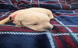 Mini Goldendoodle dogs for sale: 🐾STUNNING F1 MINIATURE GOLDEN DOODLES 🐾 - Advert 12