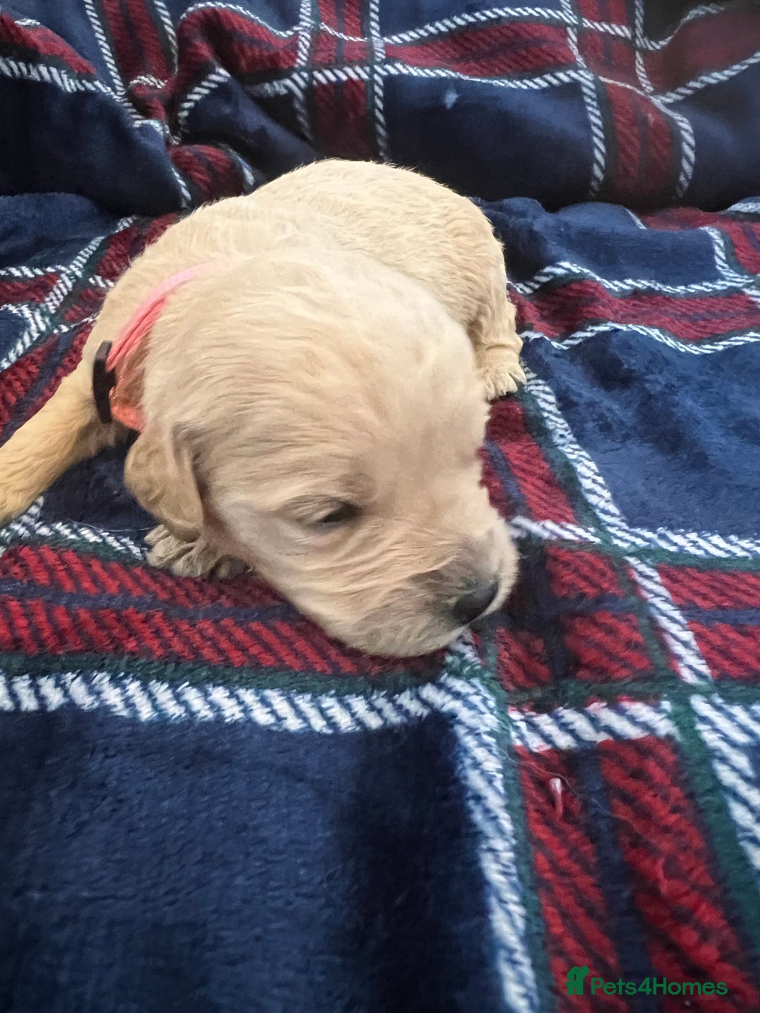 Mini Goldendoodle dogs for sale: 🐾STUNNING F1 MINIATURE GOLDEN DOODLES 🐾 - Advert 12