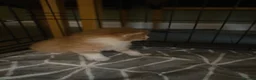 Mixed Breed cats for sale: Gorgeous Kittens with Wonderful Personalities - Advert 13