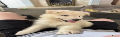 White Swiss Shepherd 7
