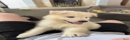 White Swiss Shepherd dogs for sale: 🐾 Swiss White Shepherd Puppies reduced 🐾 - Advert 7