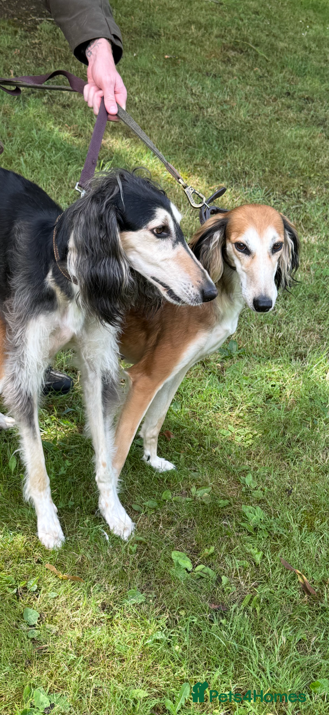 Saluki dogs for sale: Beautiful Saluki  - Image 14