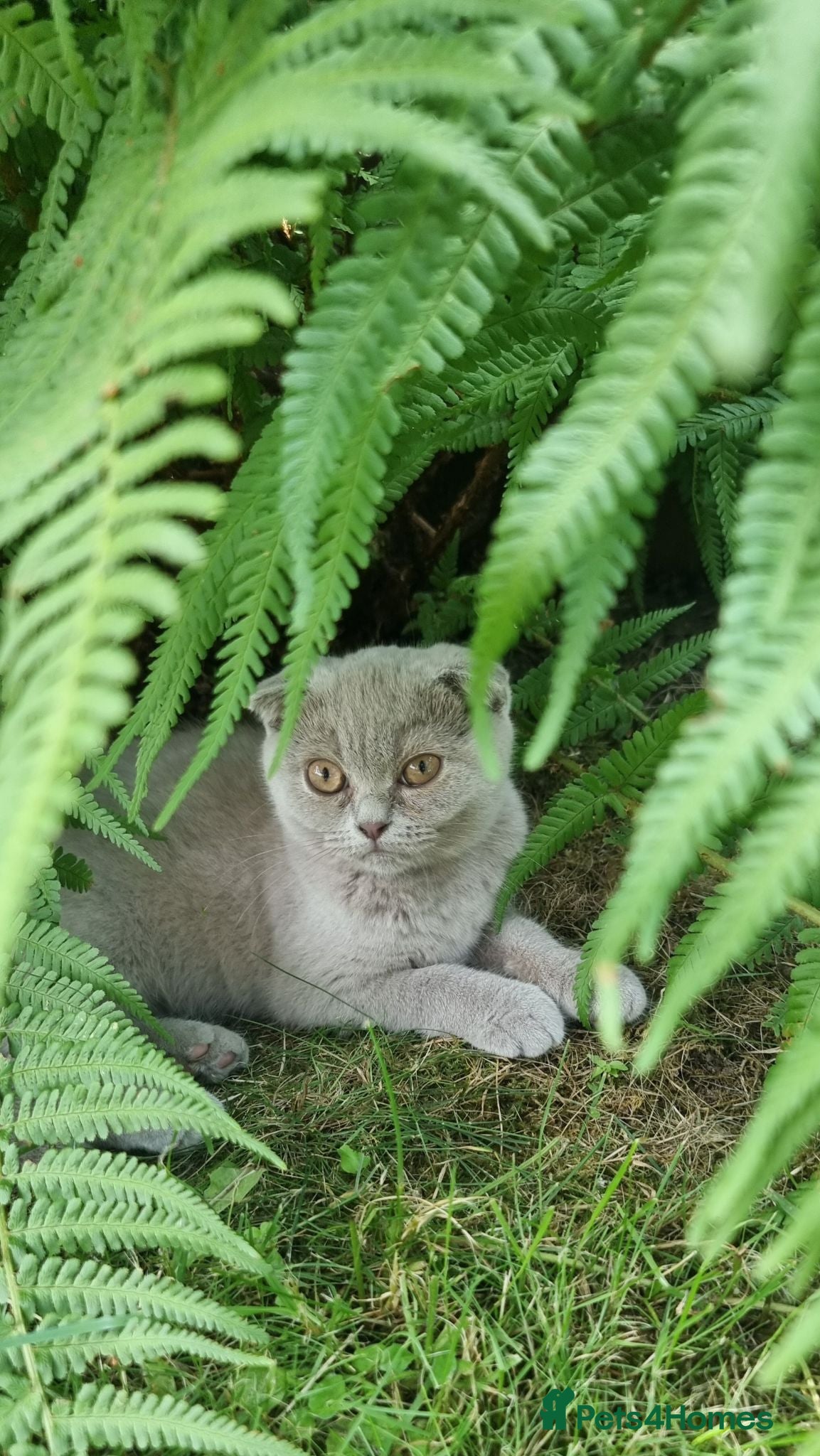 Scottish Fold cats Two Gorgeous kittens left 🐾😻🐾 - Advert 7