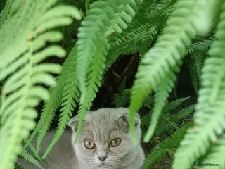 Scottish Fold cats Two Gorgeous kittens left 🐾😻🐾 - Advert 14