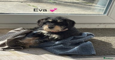 Mixed Breed dogs - Advert 10