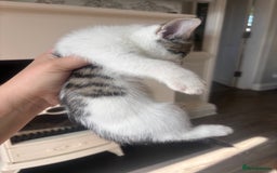 Mixed Breed cats for sale: 4 beautiful kittens left available soon! - Image 7