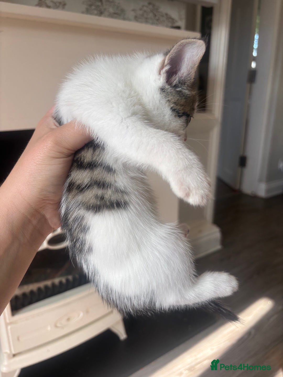 Mixed Breed cats for sale: 4 beautiful kittens left available soon! - Image 7