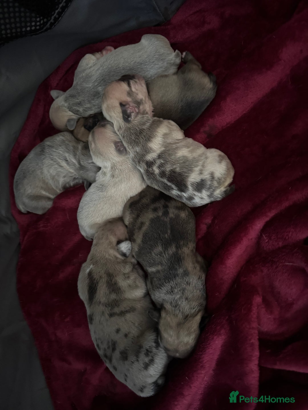 French Bulldog dogs for sale: Litter of mixed colour French bulldog puppies  - Image 3