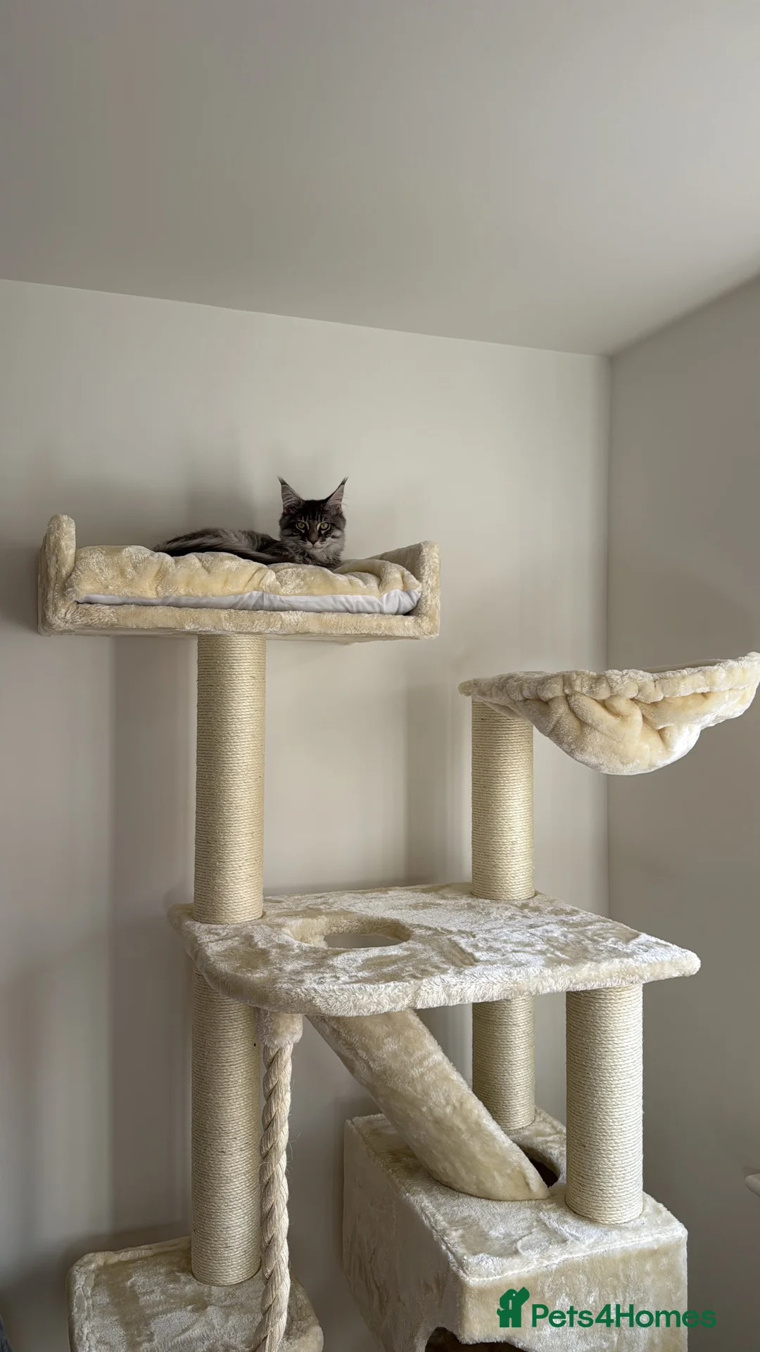 Maine Coon cats for sale: Rehoming Maine coon  in Burton-on-Trent - Advert 2