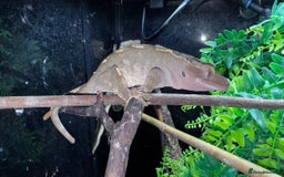 Gecko reptiles for sale: Lizards for rehome  - few to choose from  in Nottingham - Image 13