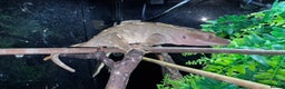 Gecko reptiles for sale: Lizards for rehome  - few to choose from  in Nottingham - Advert 12