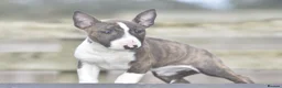 English Bull Terrier dogs for sale: Stunning miniature bull terrier puppies  - Advert 6