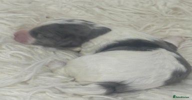 Cavapoo dogs - Advert 1