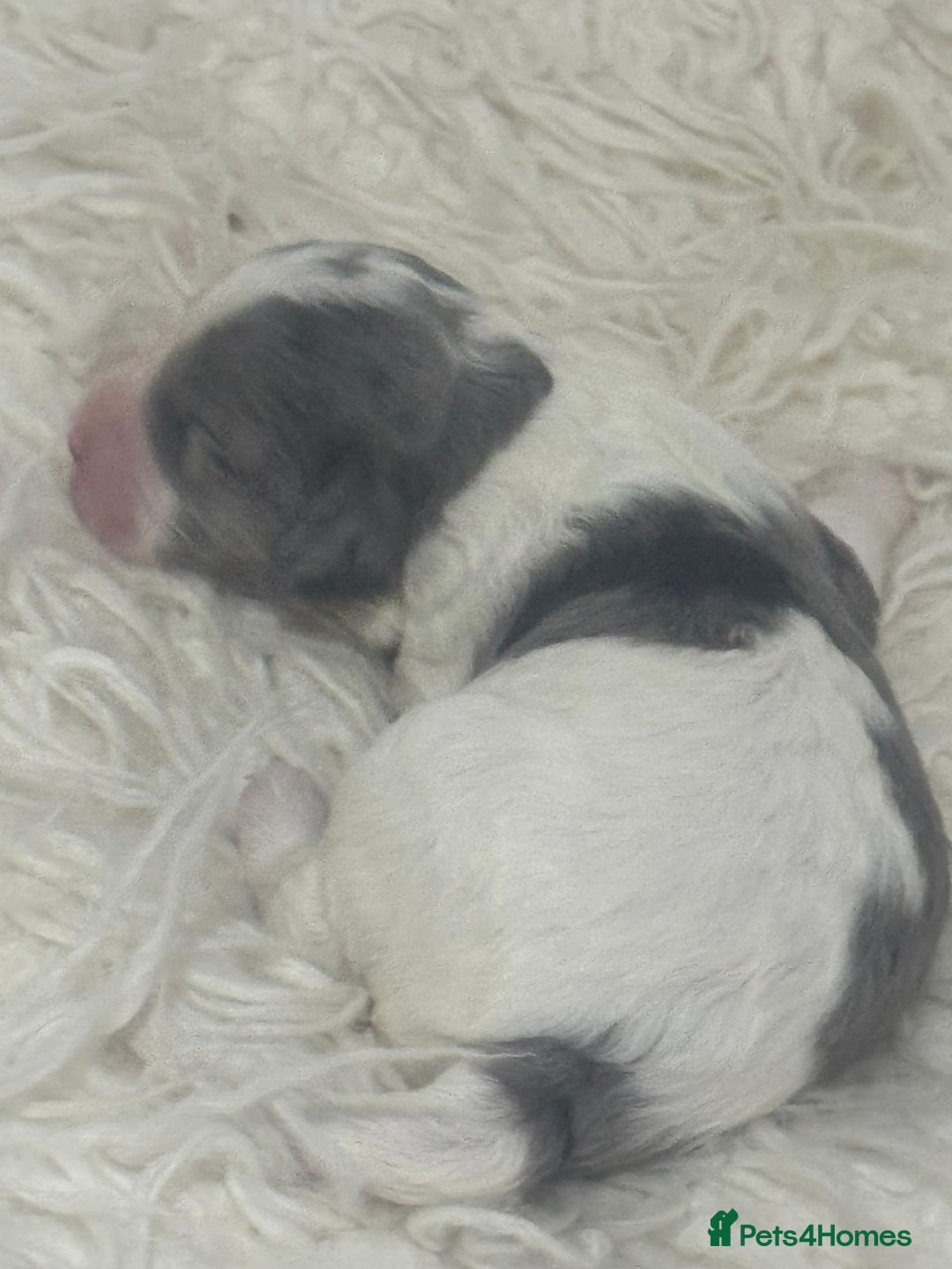 Cavapoo dogs for sale: F1 toy cavapoo extensively health tested  - Image 1