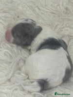 Cavapoo dogs - Advert 1