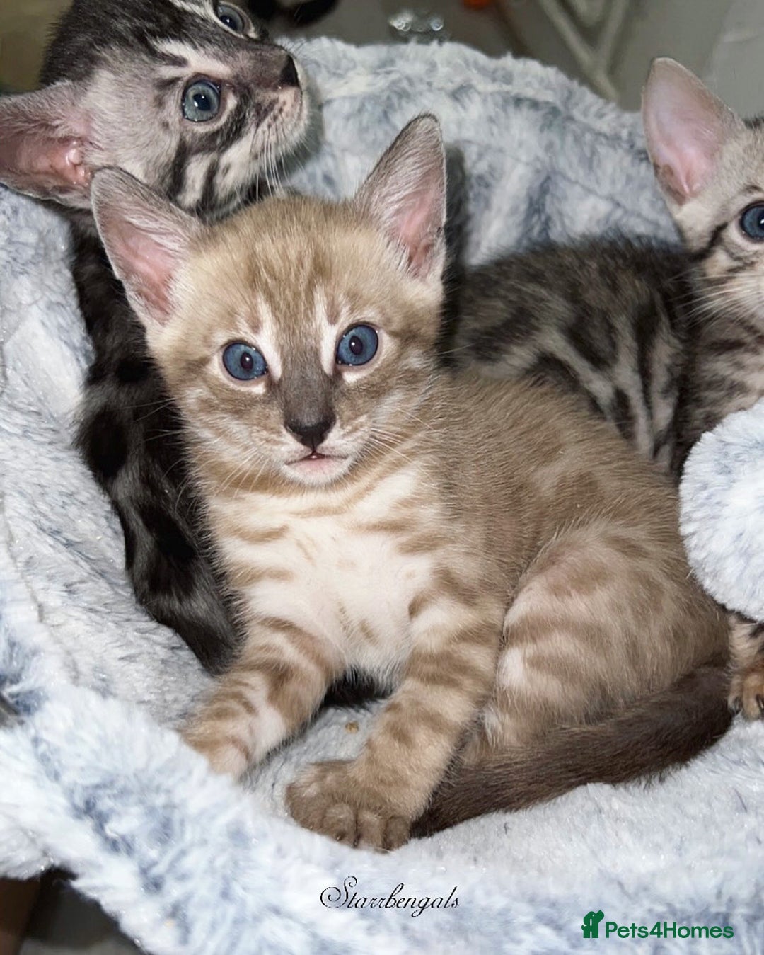Bengal cats for sale: 🌟Pedigree bengal kittens🌟 - Image 12