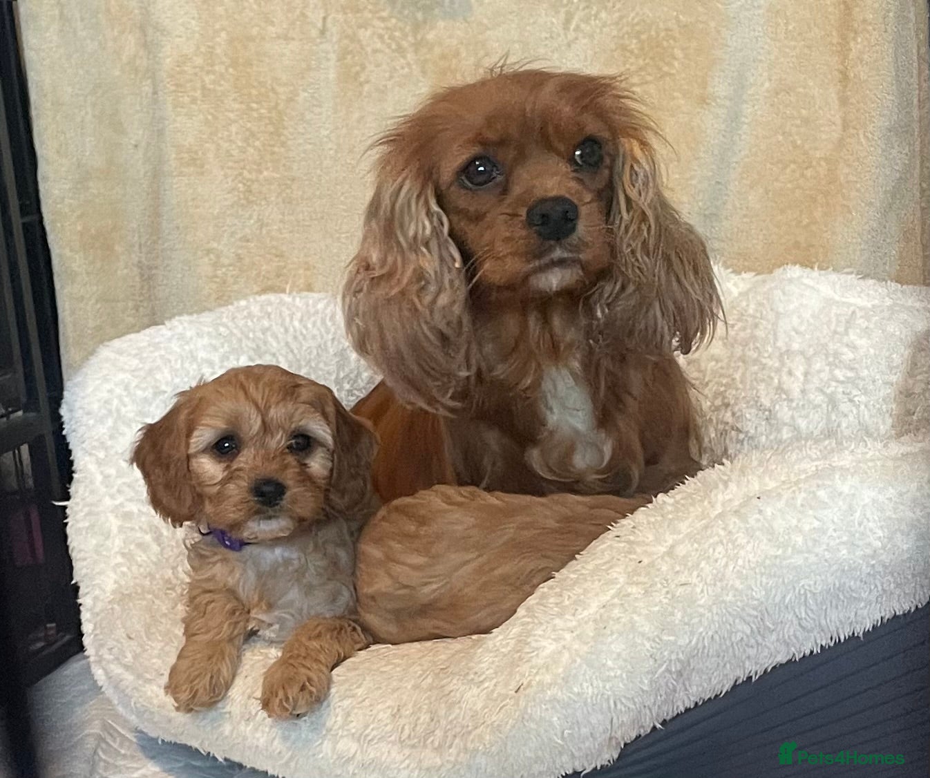 Cavapoo dogs STUNNING HEALTH CLEAR CAVAPOO PUPPIES  - Advert 2