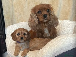Cavapoo dogs STUNNING HEALTH CLEAR CAVAPOO PUPPIES - Advert 2