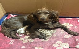 Cocker Spaniel dogs for sale: Cocker spaniel pups - Image 1