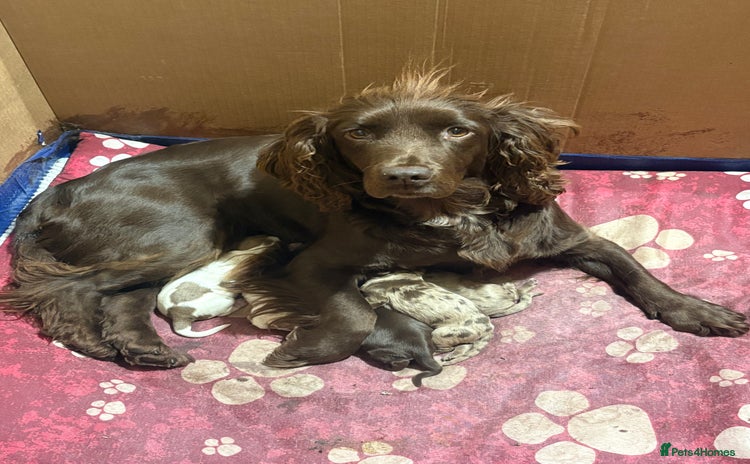 Cocker Spaniel dogs - Advert 9