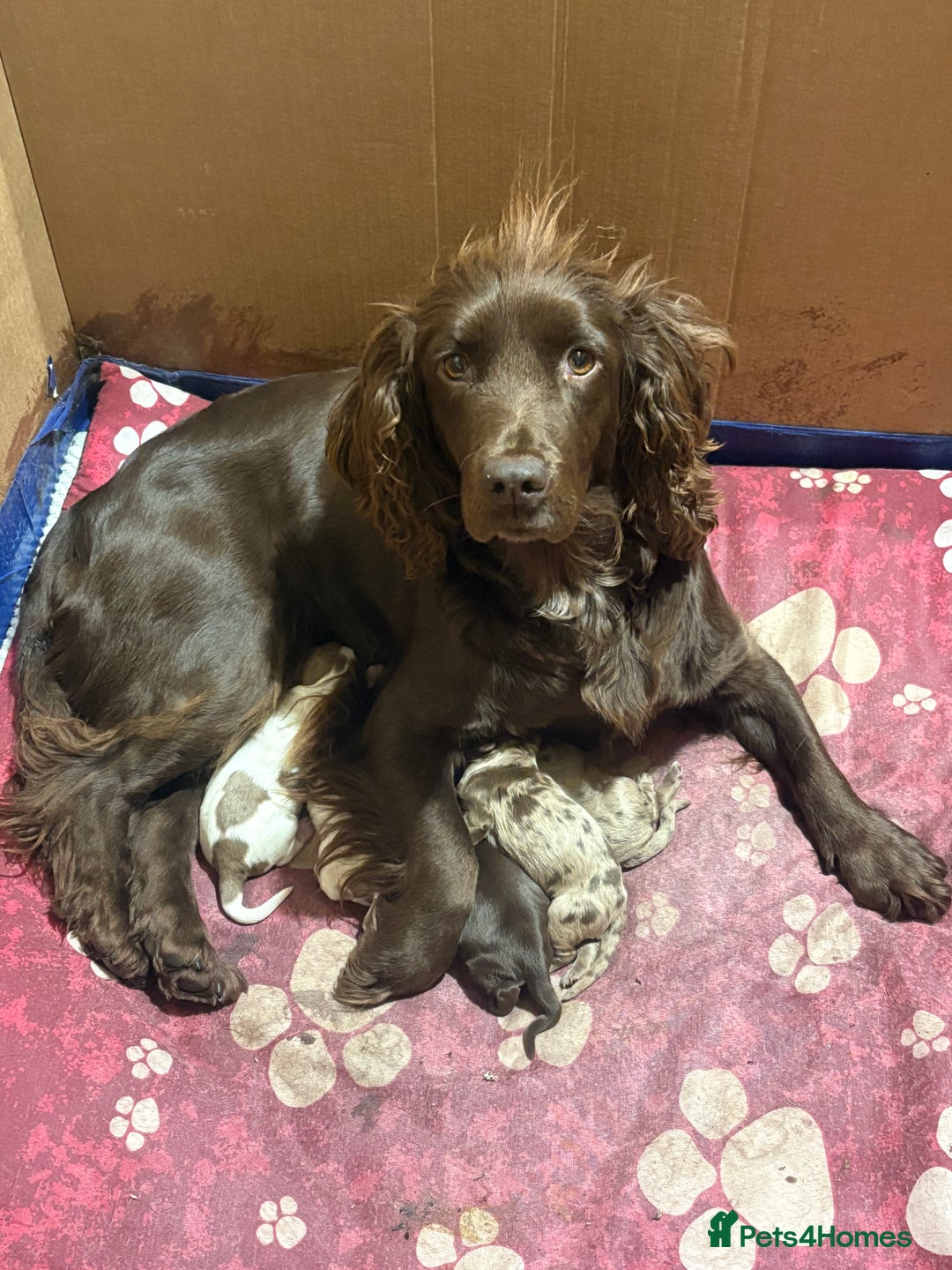 Cocker Spaniel dogs for sale: Cocker spaniel pups - Image 1