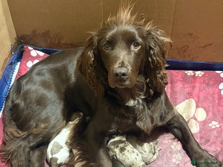 Cocker Spaniel dogs - Advert 26