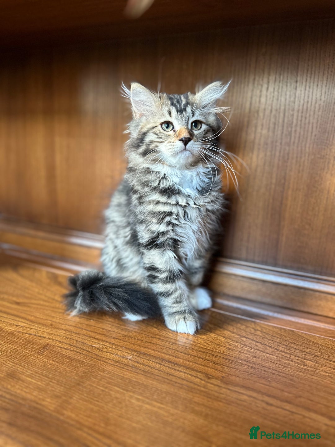 Siberian cats for sale: TICA Hypoallergenic Siberian Kittens family raised - Image 6