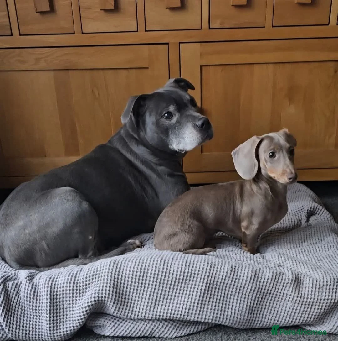 Miniature Dachshund dogs for sale: 1yr old isabella miniature Dachshund Female  in Preston - Advert 2