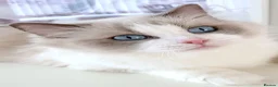 Ragdoll cats for sale: INDOOR FULL PEDIGREE 4 YEARS RAGDOLL FEMALE CAT - Advert 16