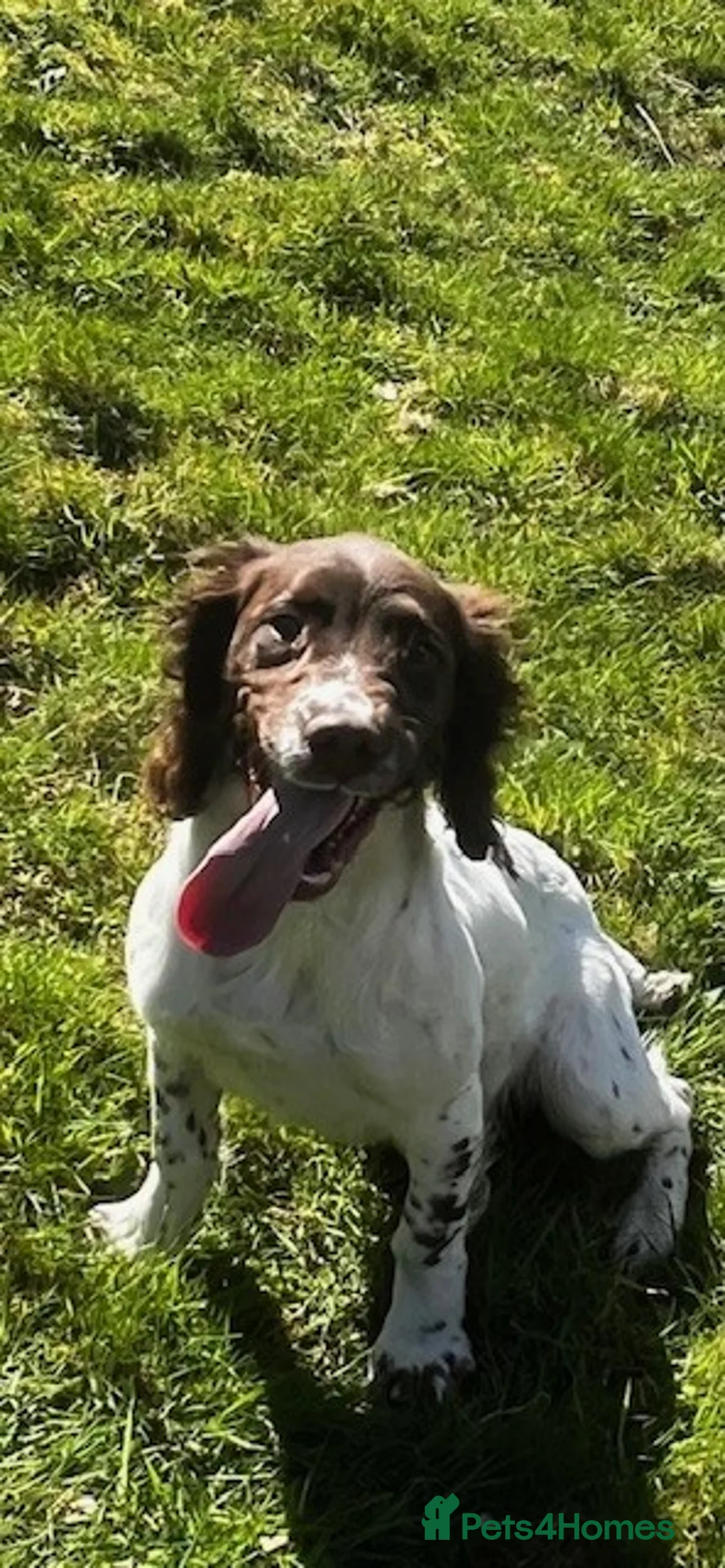 Sprocker dogs for sale: 4 month old Sprocker pup for sale - Advert 2