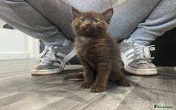 British Shorthair cats for sale: 2 brown kittens and 2 black  - Image 1