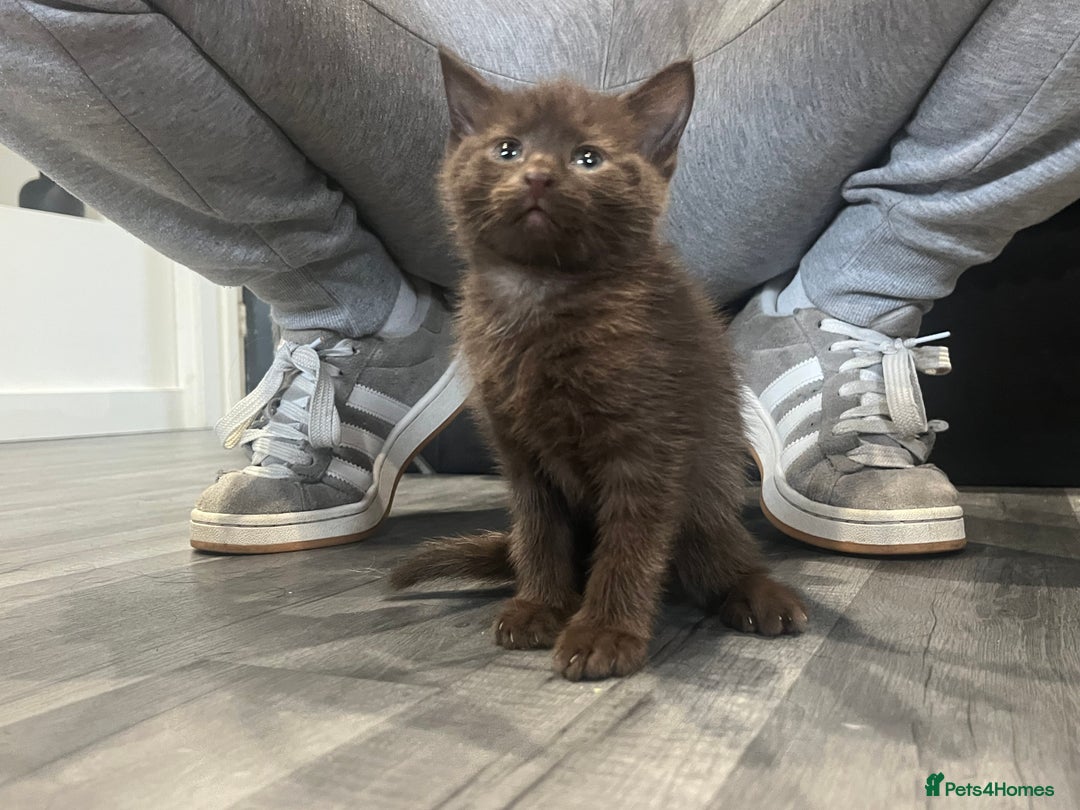 British Shorthair cats for sale: 2 brown kittens and 2 black  - Image 1