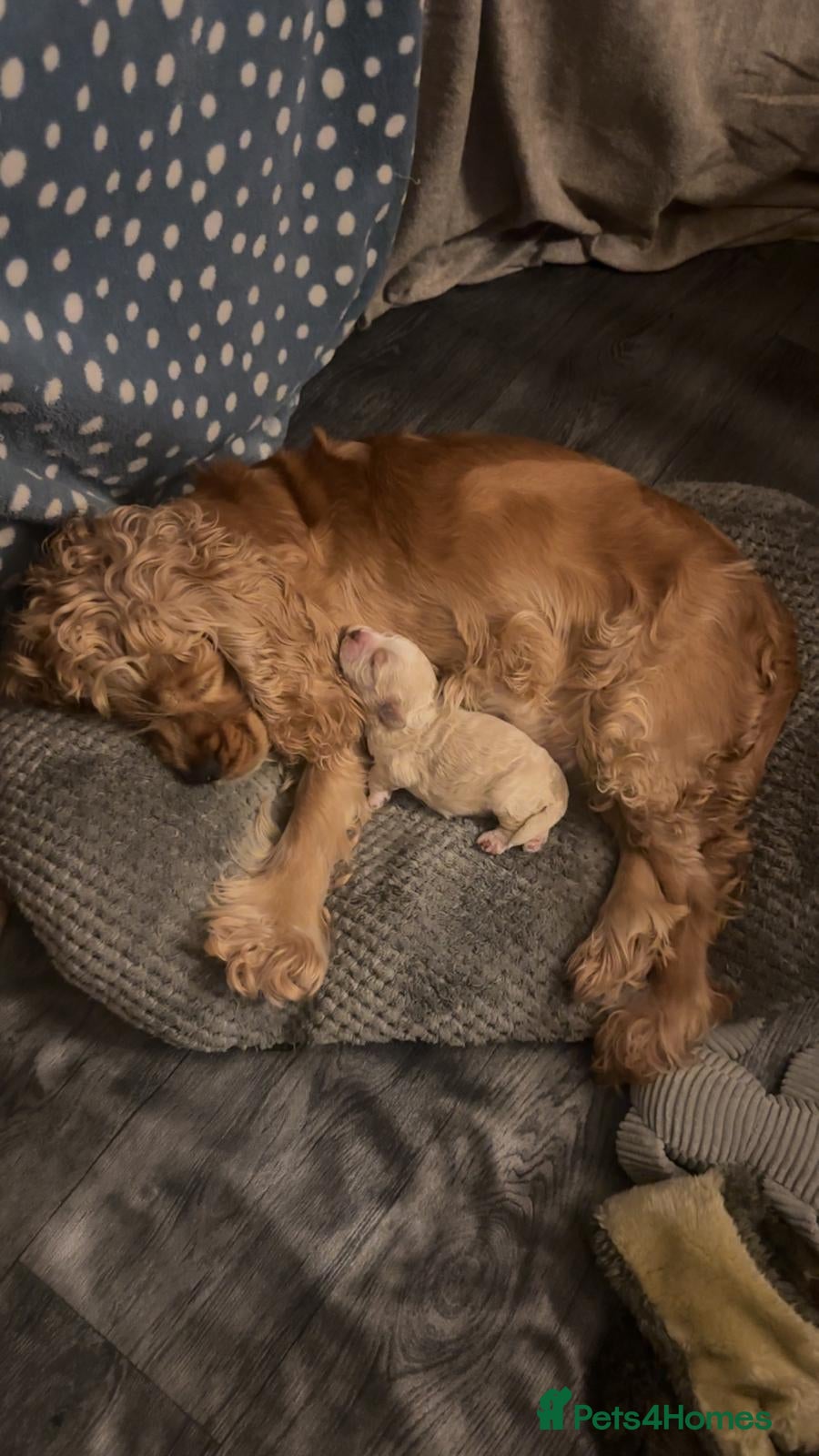 Mixed Breed dogs for sale: Silky Cocker Boy  - Advert 2