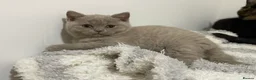 British Shorthair cats for sale: FEMALE & MALE BRITISH SHORTHAIR KITTENS GCCF - Advert 8