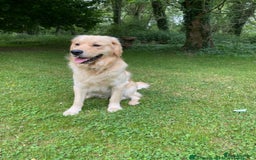 Golden Retriever dogs for sale: 3 White boys left show type - Image 6