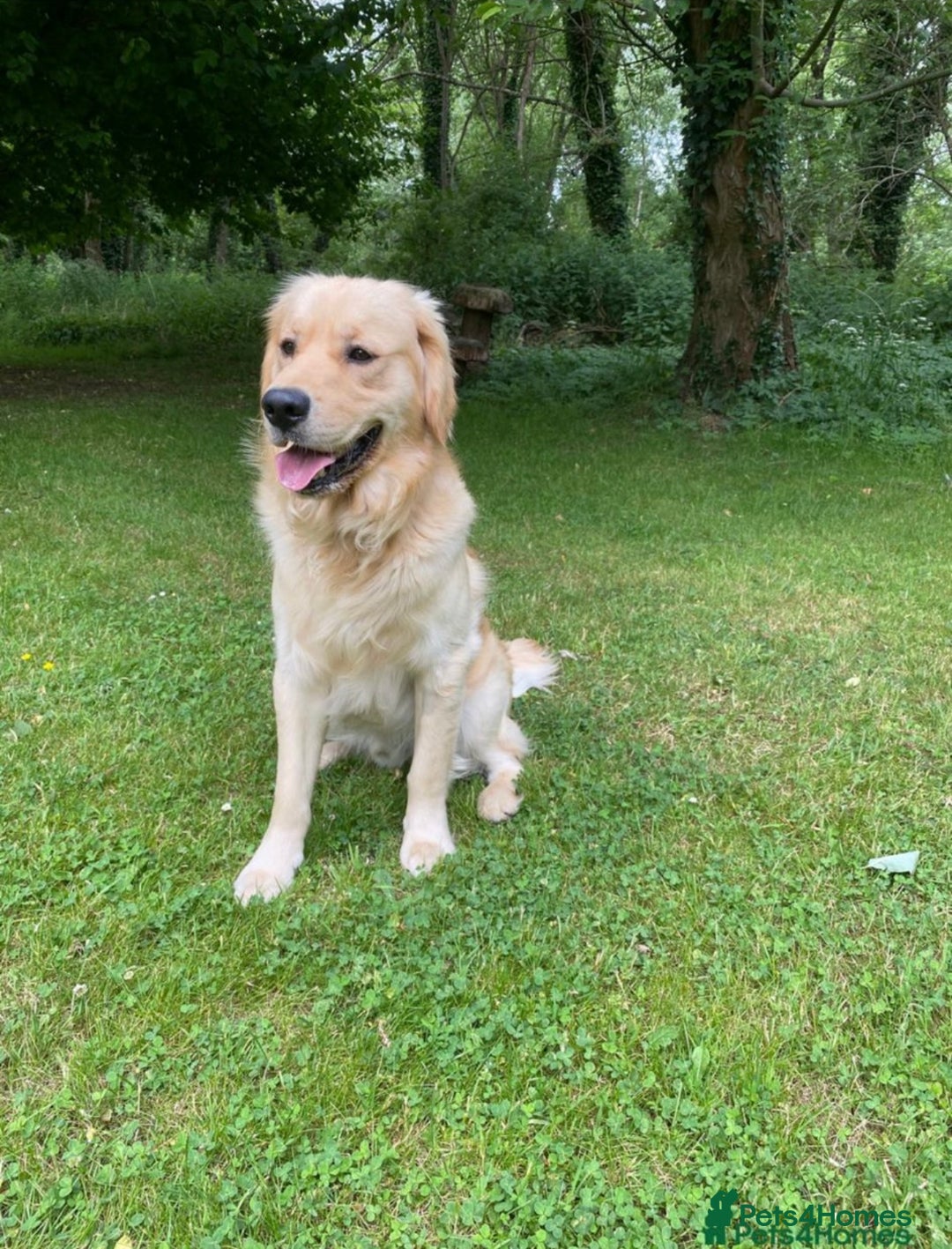 Golden Retriever dogs for sale: 3 White boys left show type - Image 6