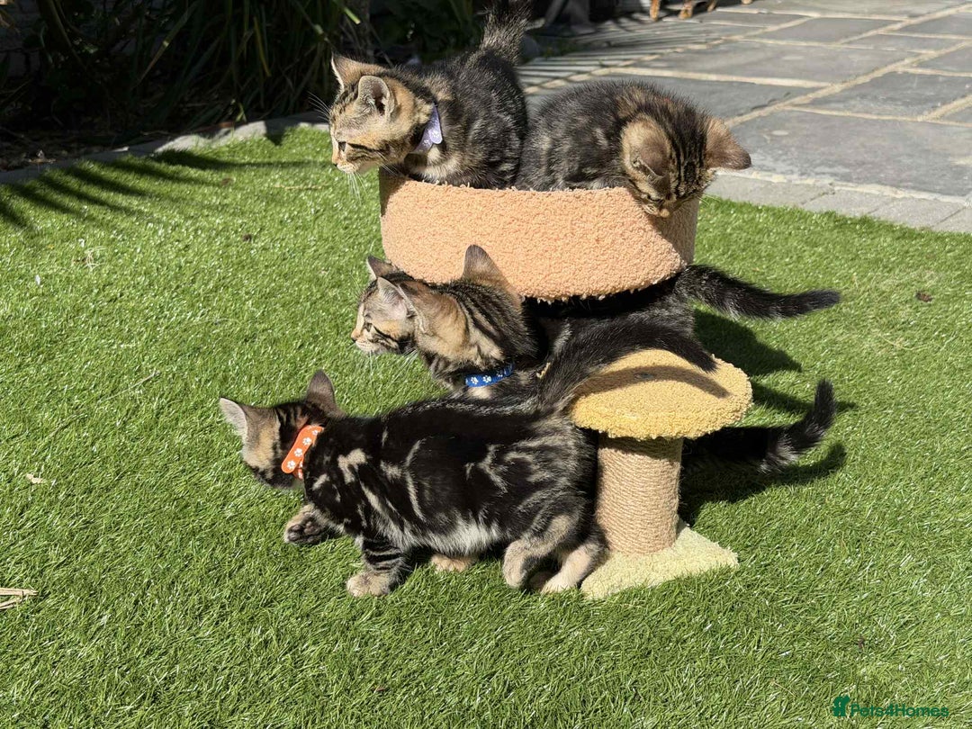 Bengal cats for sale: Bengal Cloud kittens / Maine coon - Image 16