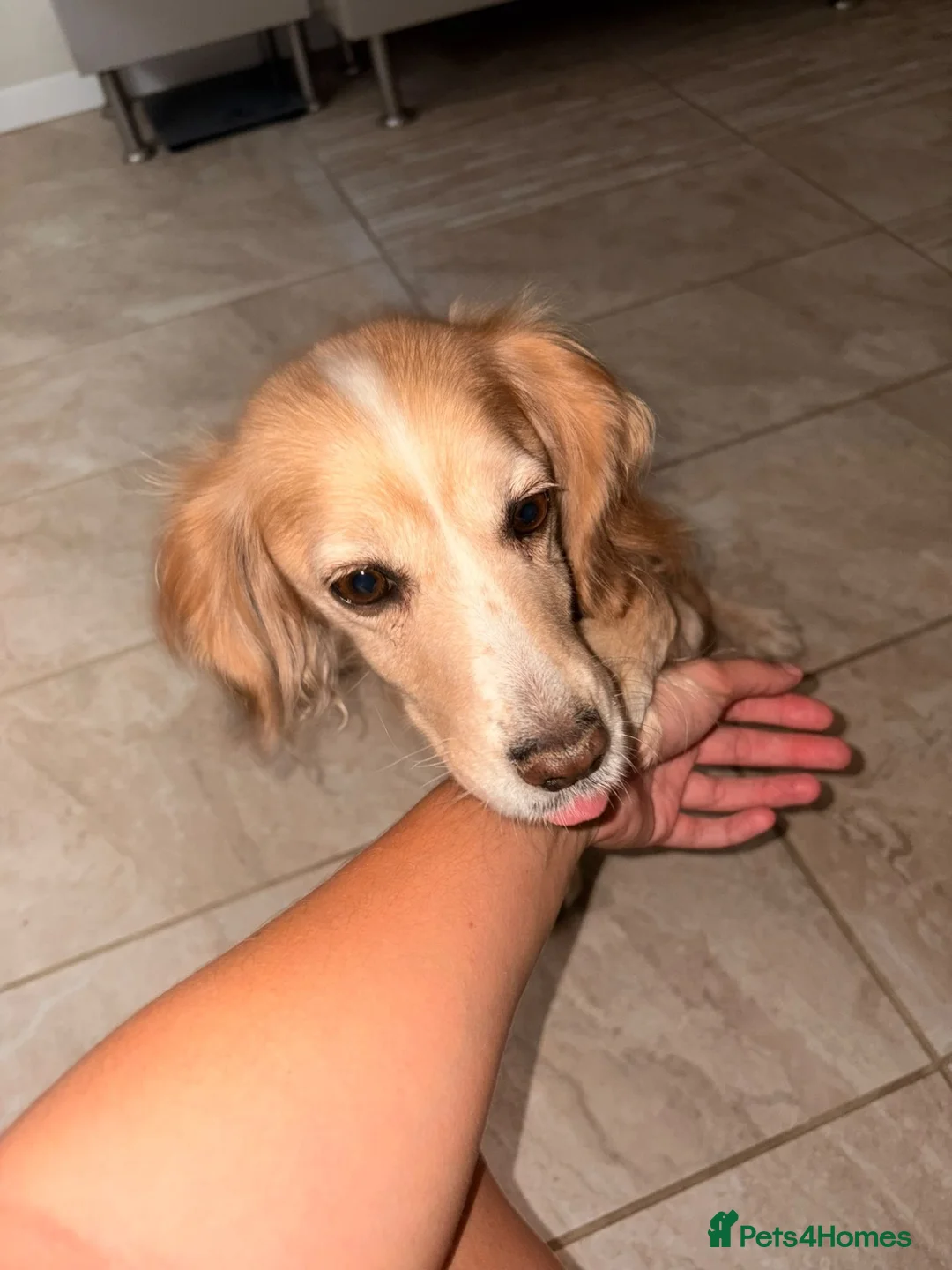Cocker Spaniel dogs for sale: Girl Cocker spaniel  - Advert 4