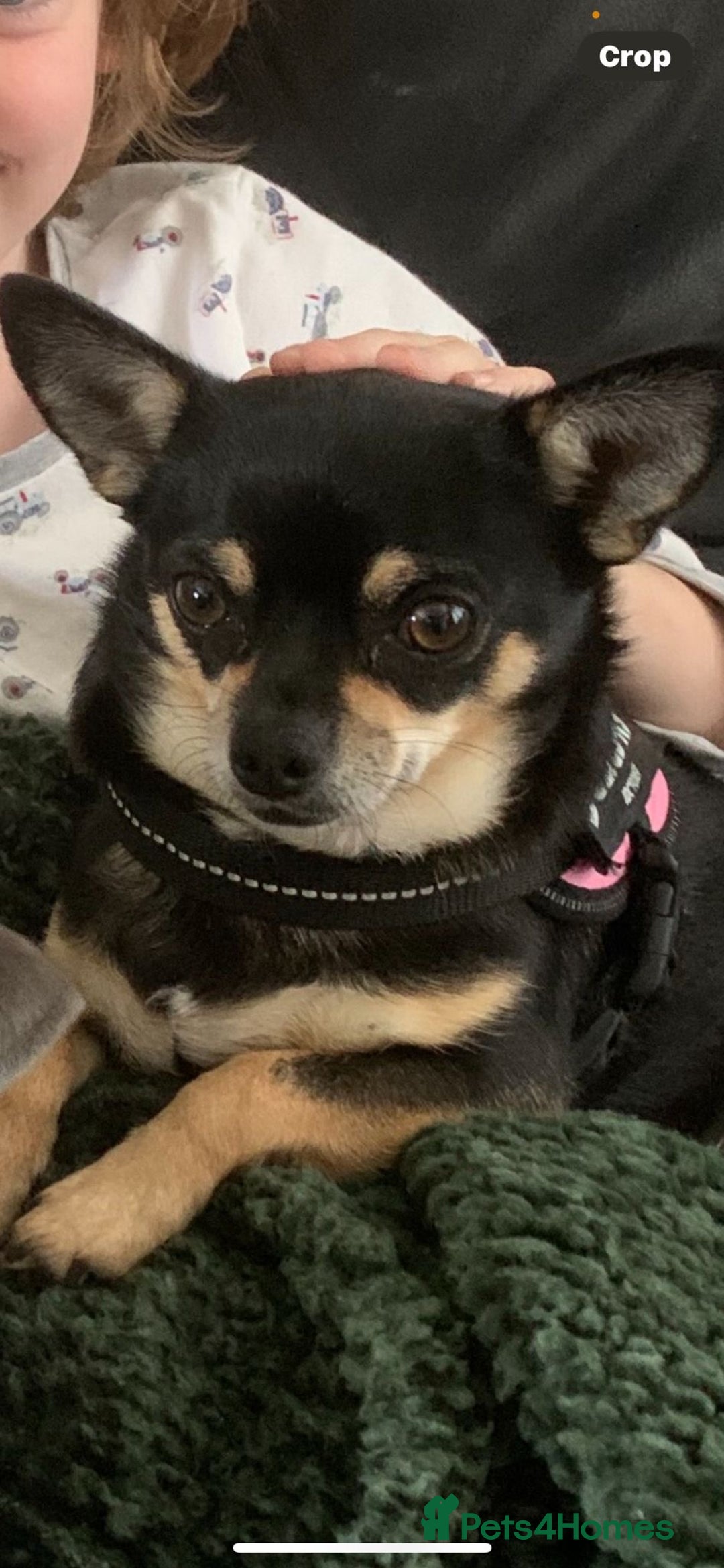 Chihuahua dogs for sale: Beautiful black & blue tri chihuahua puppies  - Advert 26