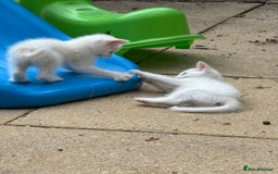 Ragdoll cats for sale: Kittens  - Image 2