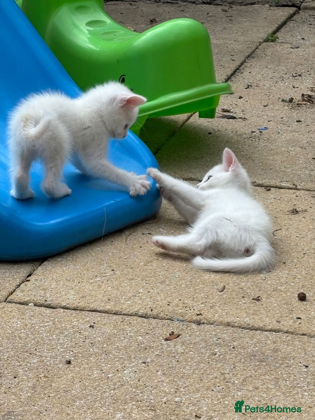 Ragdoll cats for sale: Kittens  - Image 2