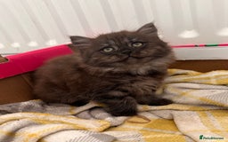 Mixed Breed cats for sale: 3 kittens left  - Image 11