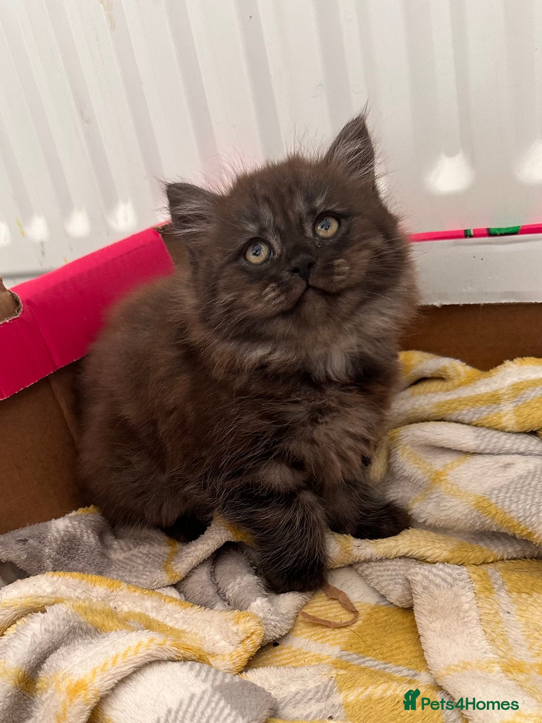 Mixed Breed cats for sale: 3 kittens left  - Image 11