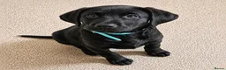 Labrador Retriever dogs for sale: Exceptional KC Reg Labrador Puppies For Sale! - Advert 12